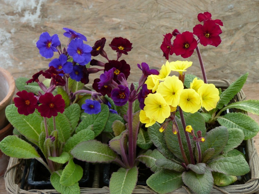 Primula x polyanthus Cowichan