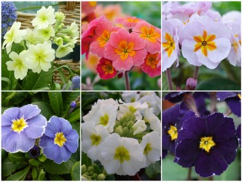 Primula Barnhaven -Polyanthus - Planzensortiment