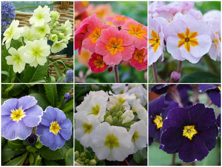 Primula Barnhaven -Polyanthus - Planzensortiment