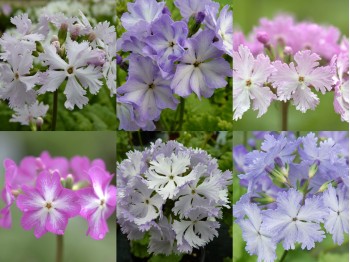 BARNHAVEN SIEBOLDII Plant collection