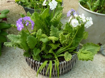 BARNHAVEN SIEBOLDII Plant collection