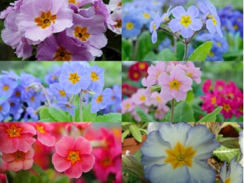 Primula-Polyanthus Planzen