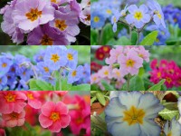 Primula POLYANTHUS collection de plantes