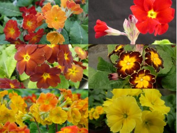 Primula polyanthus plantes