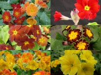 Primula polyanthus plantes