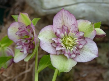 Helleborus x hybridus 'Barnhaven hybrids' Semi-doubles