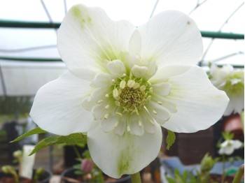 Helleborus x hybridus 'Barnhaven hybrids' Semi-doubles