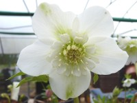 Helleborus x hybridus 'Barnhaven hybrids' Semi-doubles