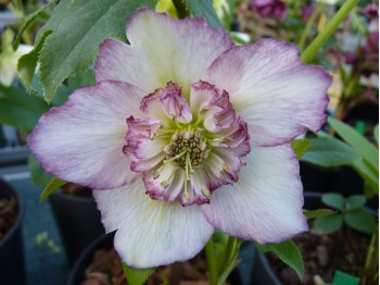 Helleborus x hybridus 'Barnhaven hybrids' Semi-doubles