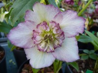 Helleborus x hybridus 'Barnhaven hybrids' Semi-doubles