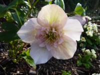 Helleborus x hybridus 'Barnhaven hybrids' Semi-doubles