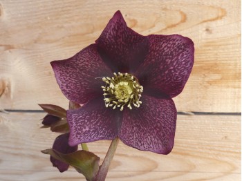 Helleborus x hybridus 'Barnhaven Hybrids' Single Dark Purple Shades