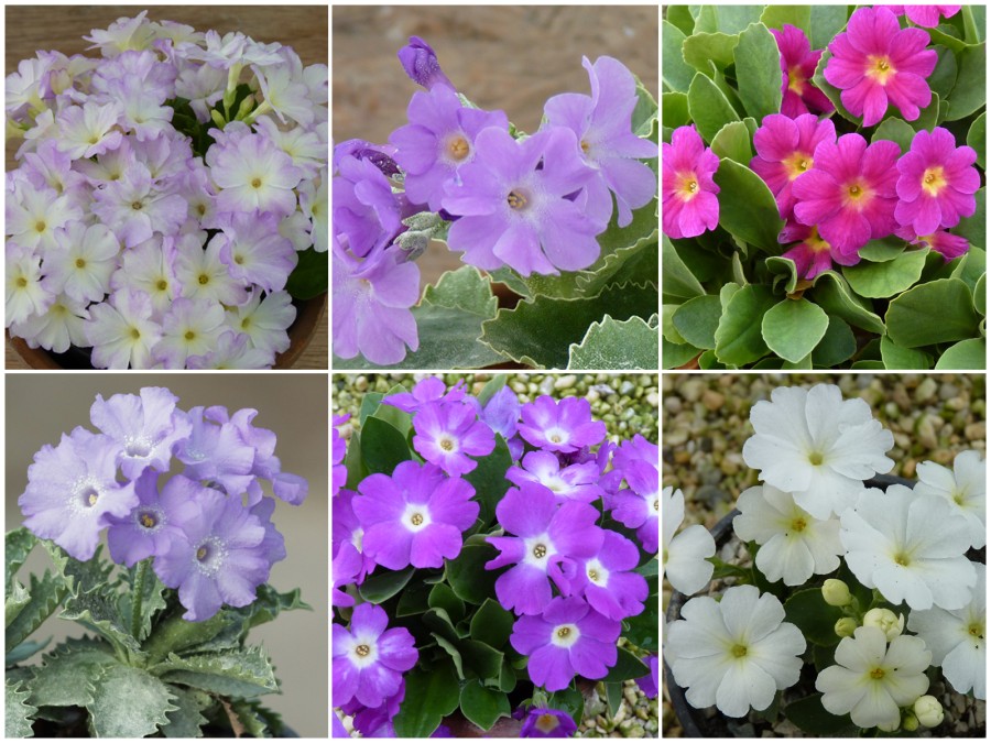 ALPINE PRIMULA - Plant collection