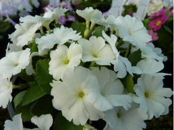 Primula AIRE MIST