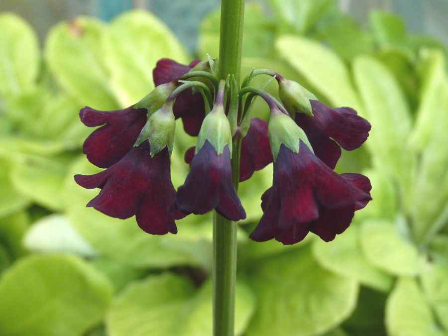 Primula anisodora