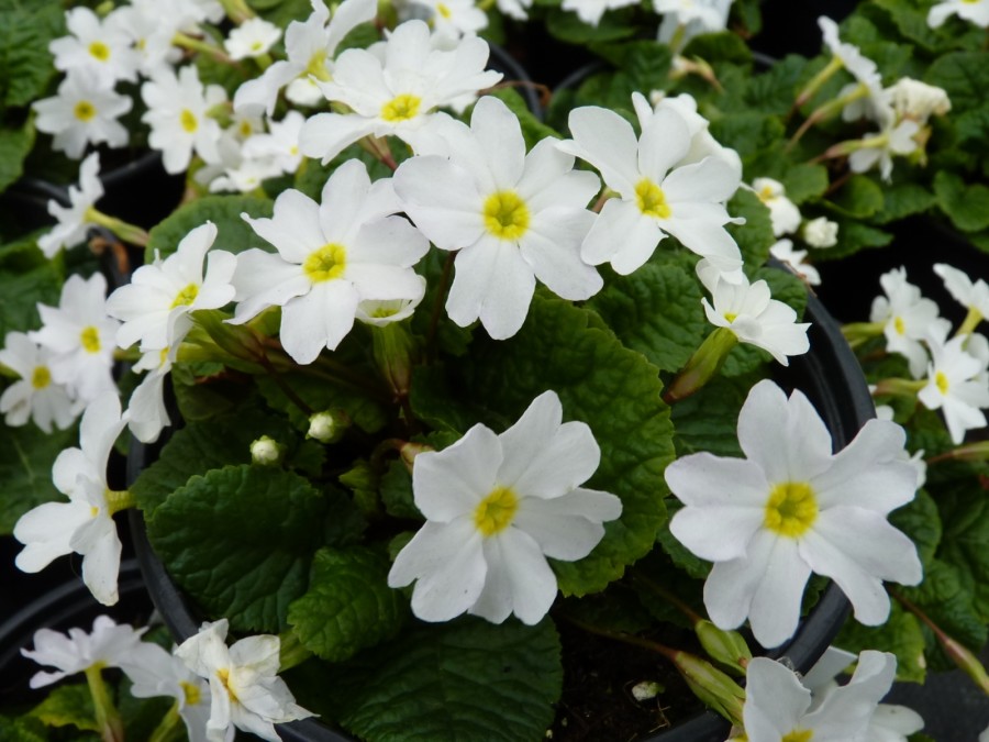 Primula WHITE WANDA