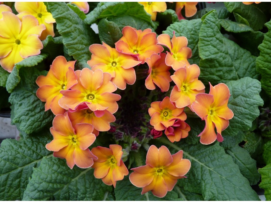 Primula acaulis 'BUTTERSCOTCH'