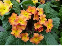 Primula acaulis 'BUTTERSCOTCH'