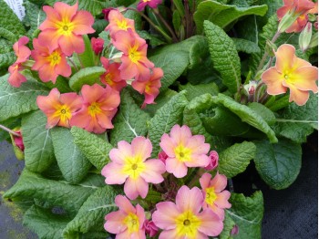 Primula vulgaris 'BUTTERSCOTCH'