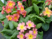 Primula vulgaris 'BUTTERSCOTCH'