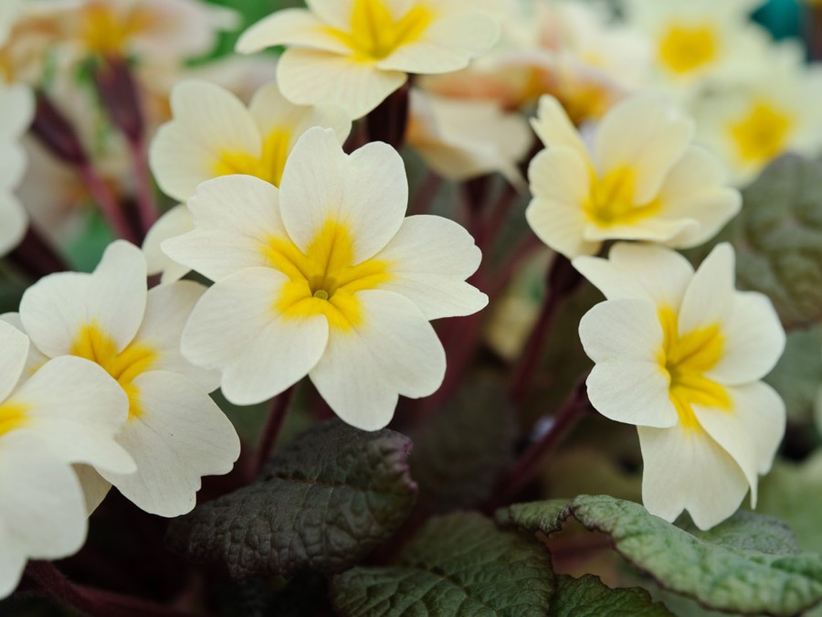 Primula acaulis OSIERED AMBER