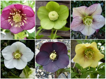 BARNHAVEN HELLEBORE HYBRIDS - Hand-pollinated plant collection - Single forms