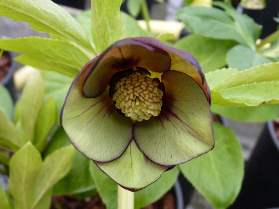 Helleborus x hybridus 'Barnhaven hybrids' - Single Red and Green Strain