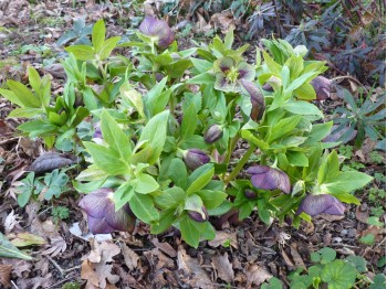 Helleborus x hybridus 'Barnhaven hybrids' - Single Red and Green Strain