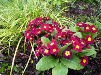 Primula vulgaris 'TARTAN REDS'