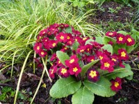 Primula vulgaris 'TARTAN REDS'