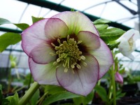 Helleborus x hybridus 'Barnhaven hybrids' Single Picotee Light Shades