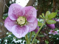 Helleborus x hybridus 'Barnhaven hybrids' Single Pink Shades