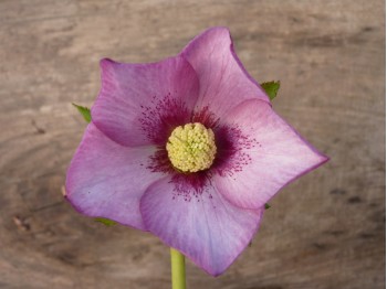 Helleborus x hybridus 'Barnhaven hybrids' Single Pink Shades