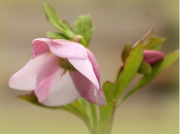 Helleborus x hybridus 'Barnhaven hybrids' Single Pink Shades