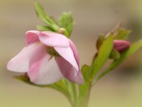 Helleborus x hybridus 'Barnhaven hybrids' Single Pink Shades