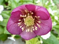 Helleborus x hybridus 'Barnhaven hybrids' Single Pink Shades