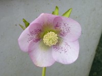 Helleborus x hybridus 'Barnhaven hybrids' Single Pink Shades