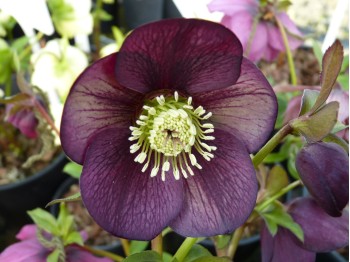 Helleborus x hybridus 'Barnhaven hybrids' - Single Picotee Dark Shades