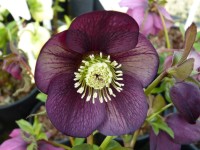 Helleborus x hybridus 'Barnhaven hybrids' - Single Picotee Dark Shades