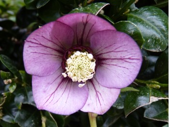 Helleborus x hybridus 'Barnhaven hybrids' - Single Picotee Dark Shades