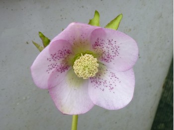 Pink hellebore