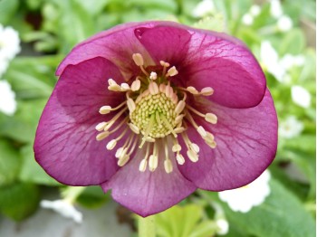 Helleborus x hybridus 'Barnhaven hybrids' - Single Pink Strain