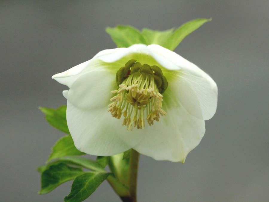 Helleborus x hybridus 'Barnhaven Hybrids' Single White and Cream Shades