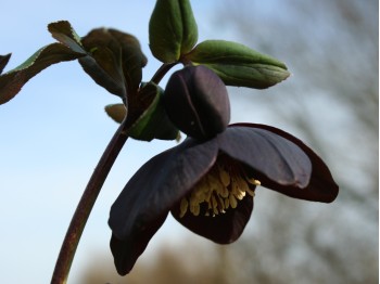 Helleborus x hybridus 'Barnhaven hybrids' Single Slate Shades