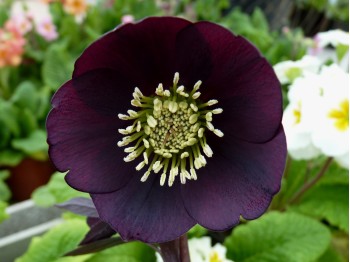 Helleborus x hybridus 'Barnhaven hybrids' Single Slate Shades