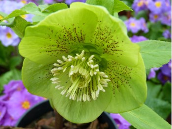 Helleborus x hybridus 'Barnhaven hybrids' Single Green Spotted Shades