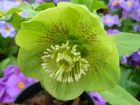 Helleborus x hybridus 'Barnhaven hybrids' Single Green Spotted Shades