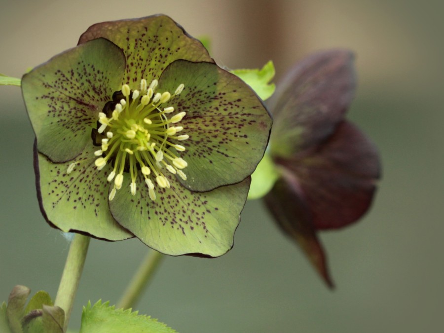 Helleborus x hybridus 'Barnhaven hybrids' Single Red and Green Shades