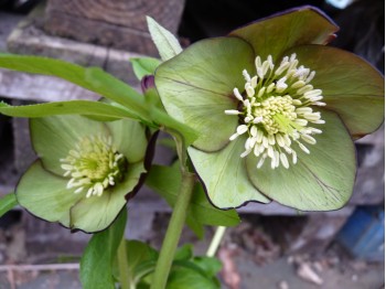 Helleborus x hybridus 'Barnhaven hybrids' Single Red and Green Shades