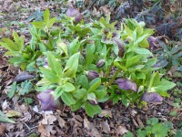 Helleborus x hybridus 'Barnhaven hybrids' Single Red and Green Shades